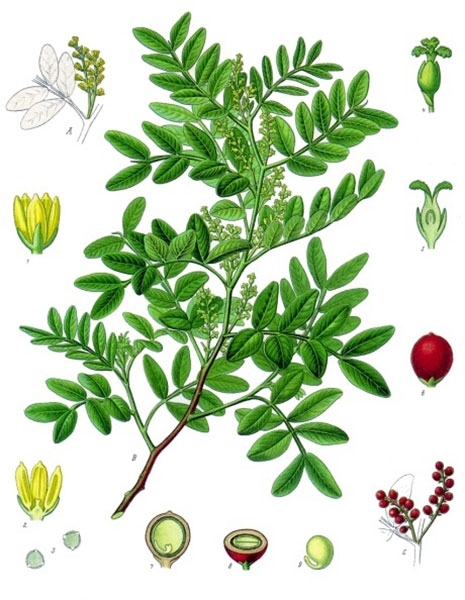 ilustracja przedstawia czerwone nasionko pistacji, liście i kwiaty