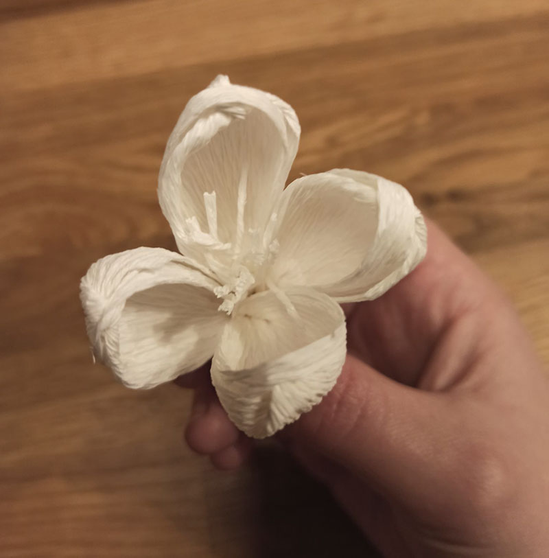 krokus – zbliżenie na kielich kwiatka