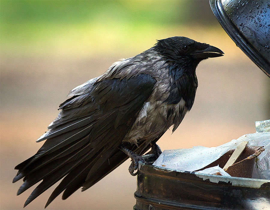 Zmoknięta wrona siwa siedzi na otwartym kuble na śmieci w parku
