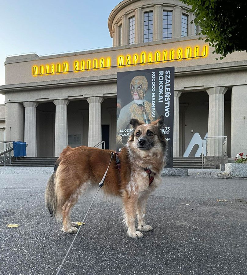 W Międzynarodowym Dniu Psa o psach w muzeum