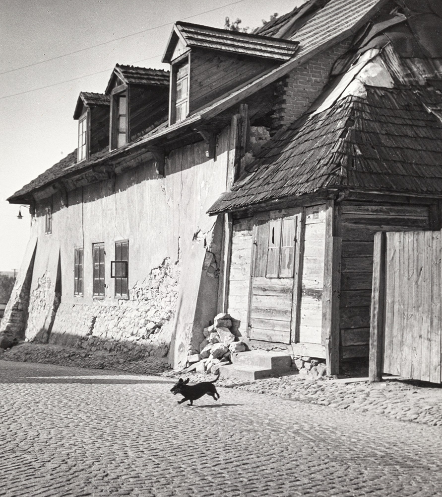 Jan Styczyński „Pies na ulicy”, ok. 1960