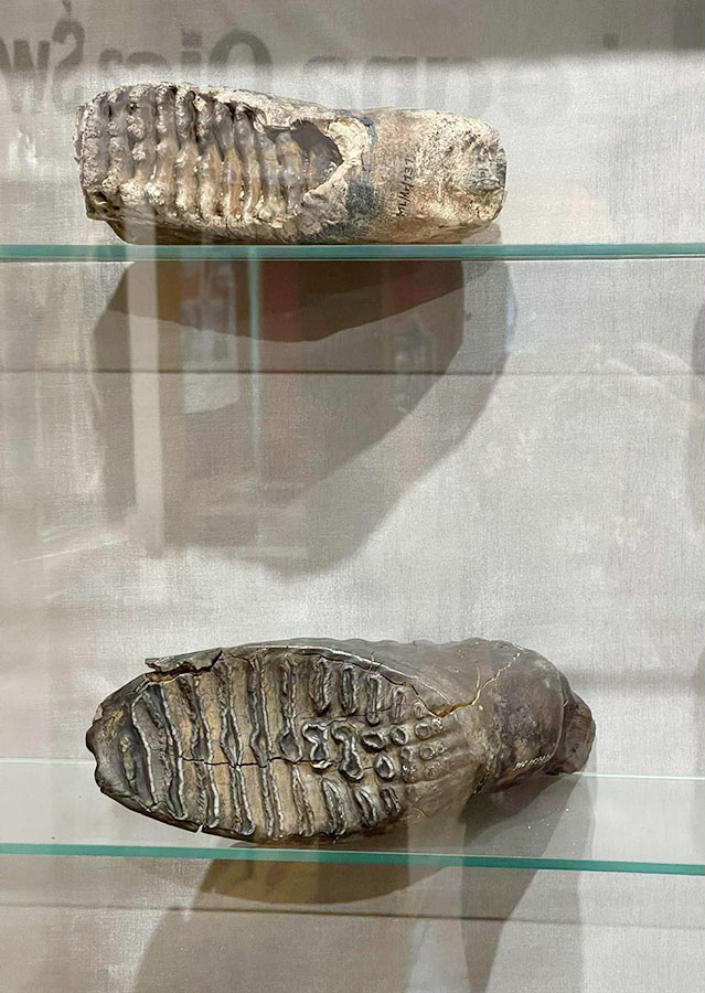 Z wizytą w Muzeum Kresów w Lubaczowie – zęby dinozaurów