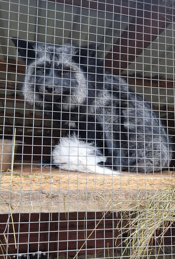 Pomagamy zwierzakom – dary dla Ekostraży