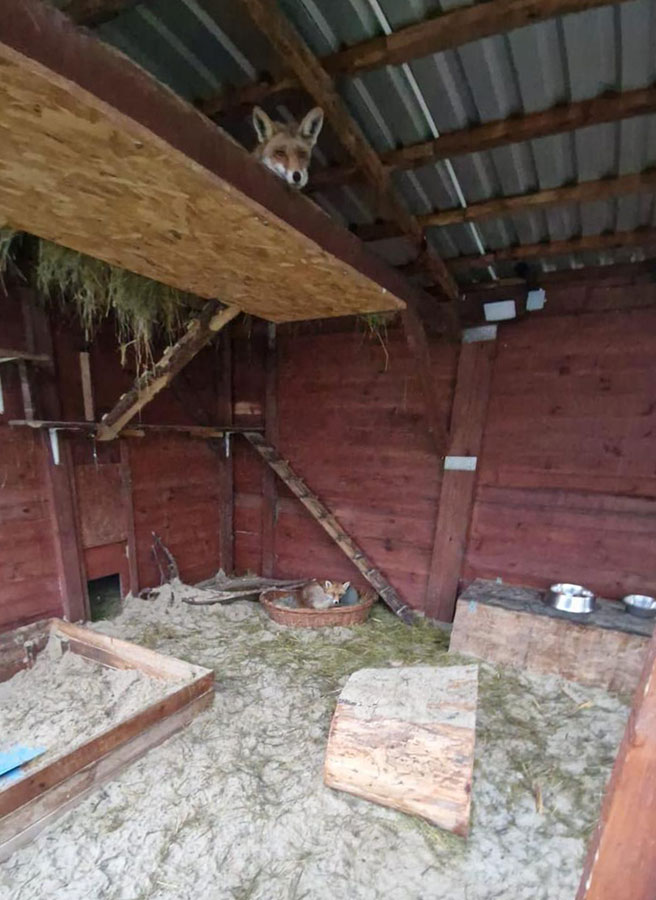 Pomagamy zwierzakom – dary dla Ekostraży