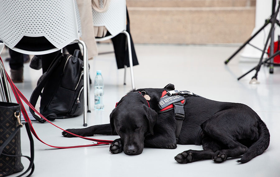 Fotorelacja z konferencji „Zalecenia: wizyta w muzeum. Sztuka jako panaceum” – pies opiekun drzemie na widowni